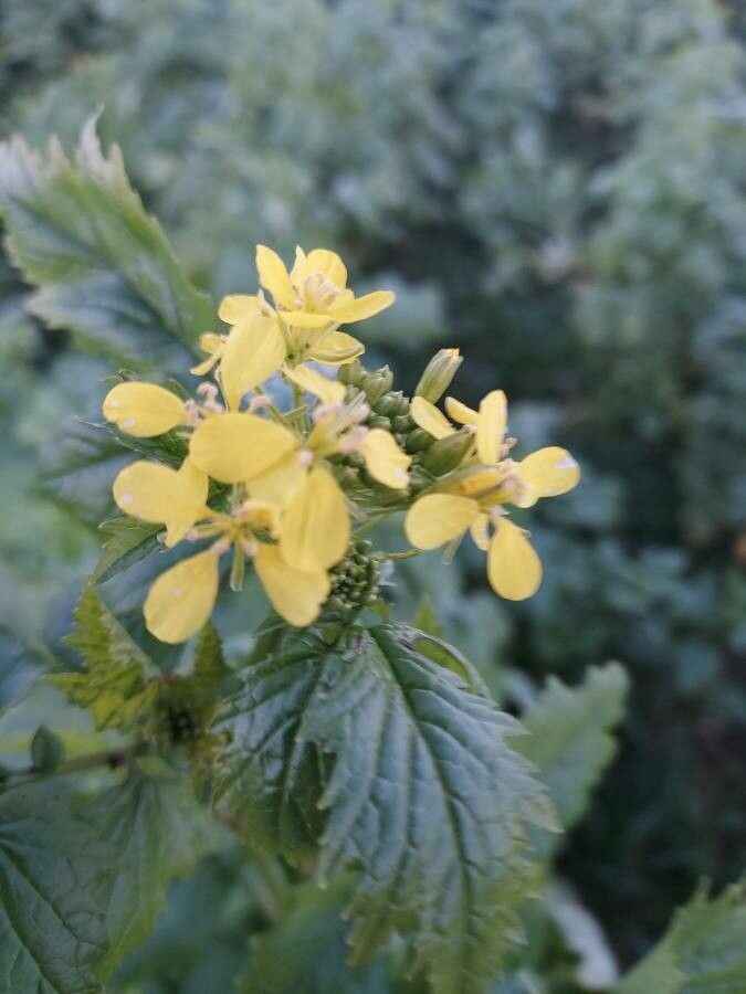 Rhamphospermum arvense flower