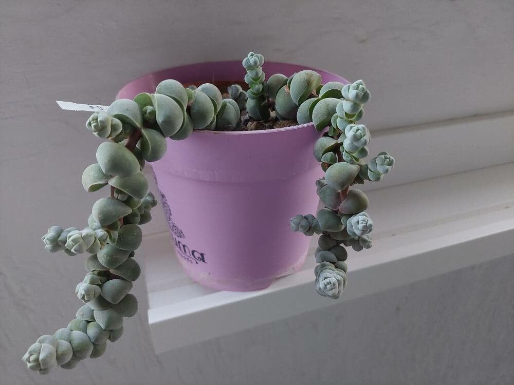 Crassula plegmatoides leaf