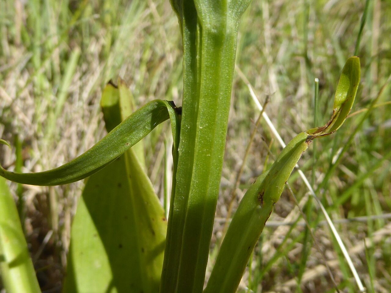 Platanthera algeriensis bark