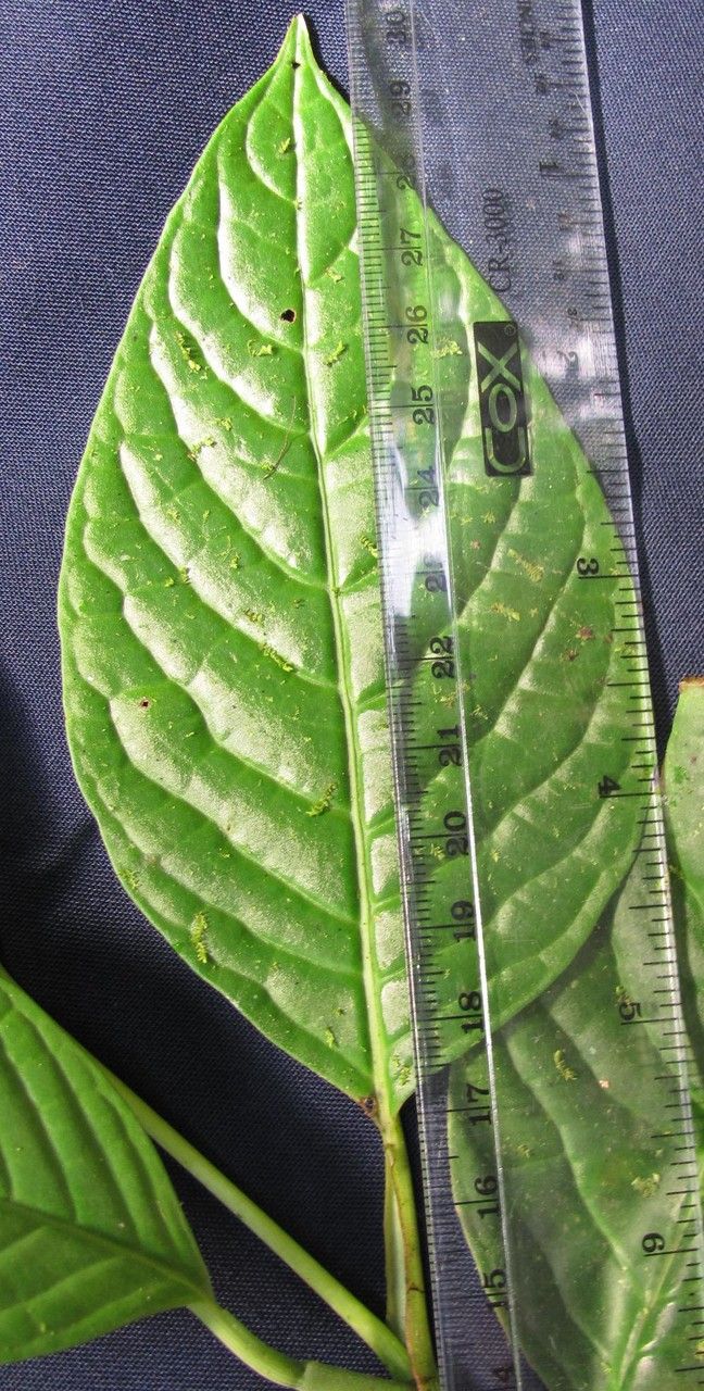 Piper simulans — houseplant care guide