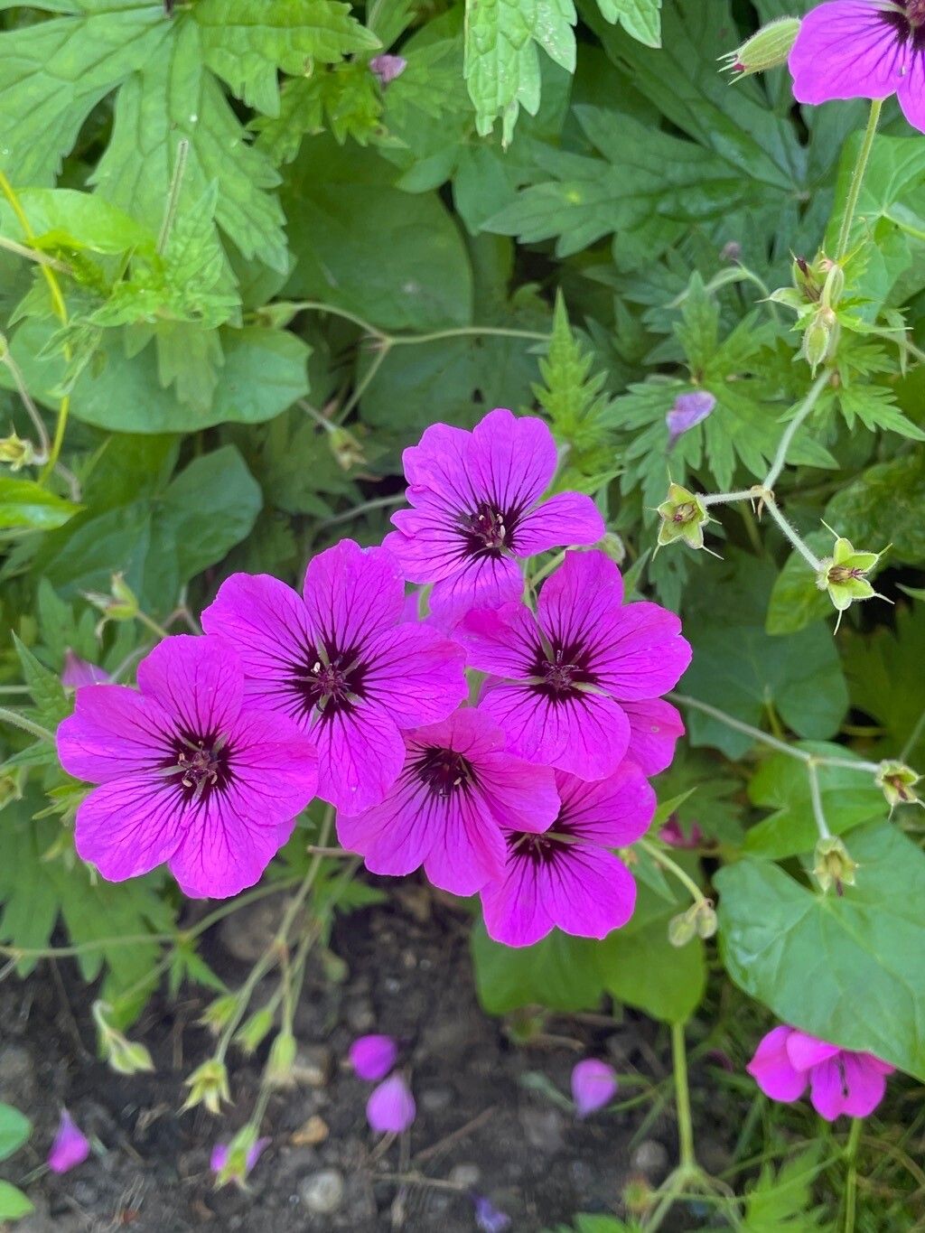 Geranium psilostemon flower