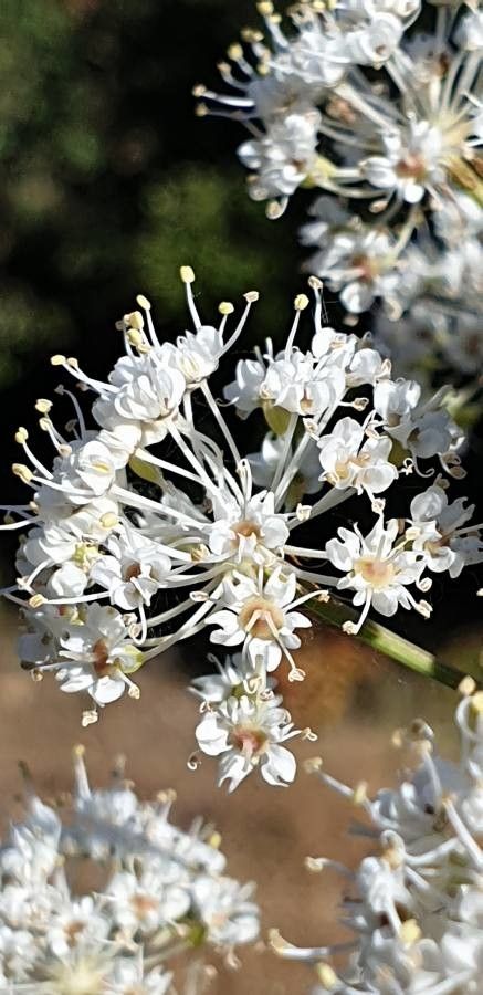 Margotia gummifera flower