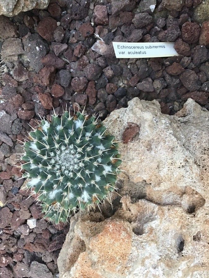 Echinocereus subinermis — search result for 'Echinocereus'
