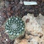 Echinocereus subinermis