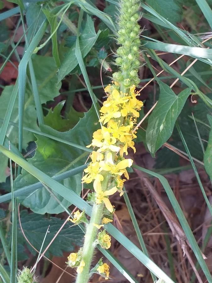 Agrimonia eupatoria flower