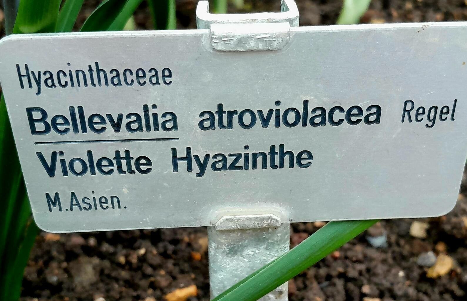 Bellevalia turkestanica other