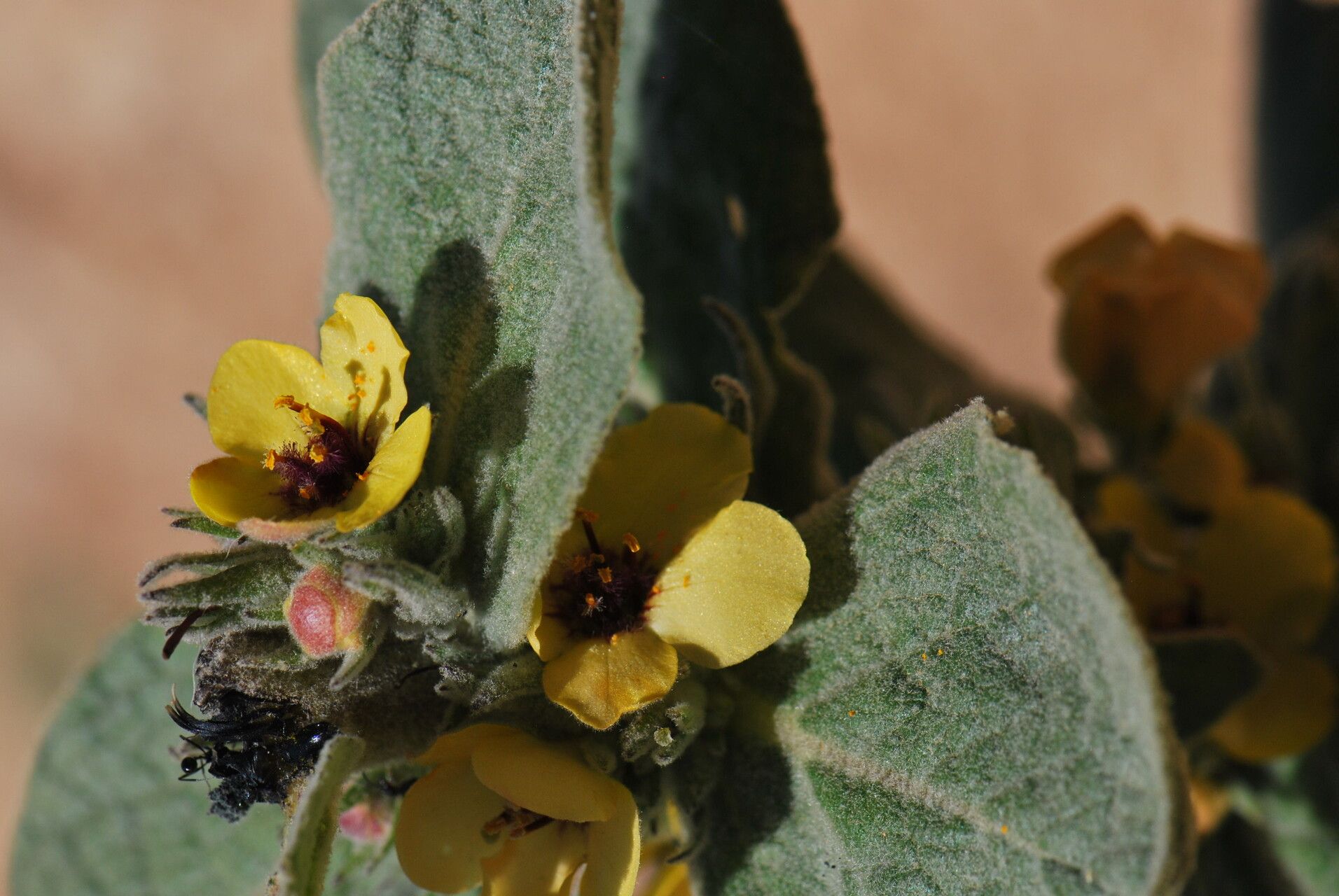 Verbascum conocarpum flower