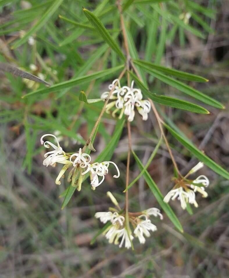 Grevillea linearifolia flower