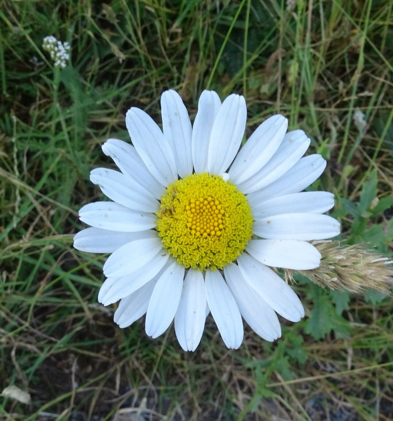 Leucanthemum laciniatum flower