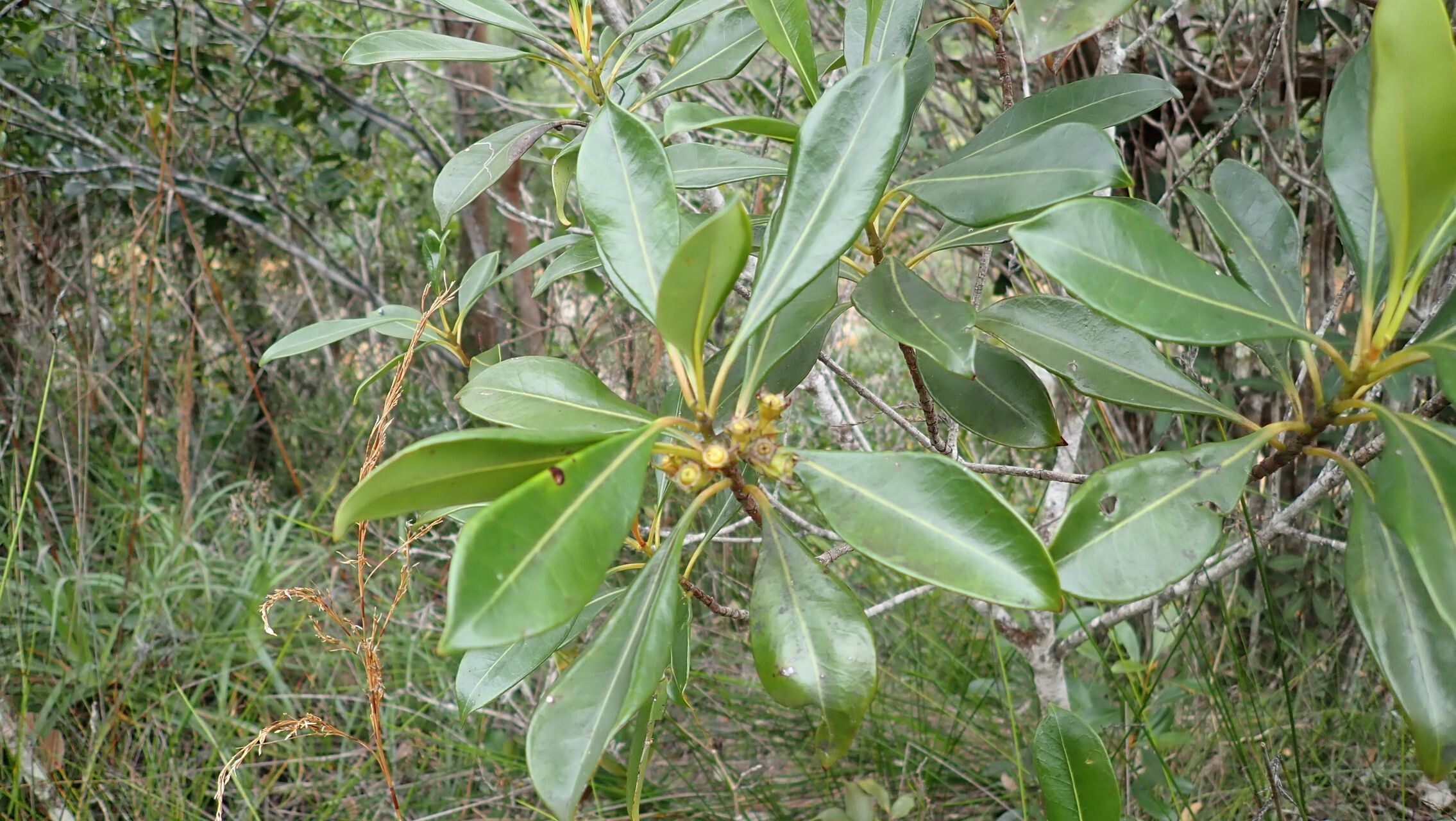 Thiollierea retusiflora — houseplant care guide