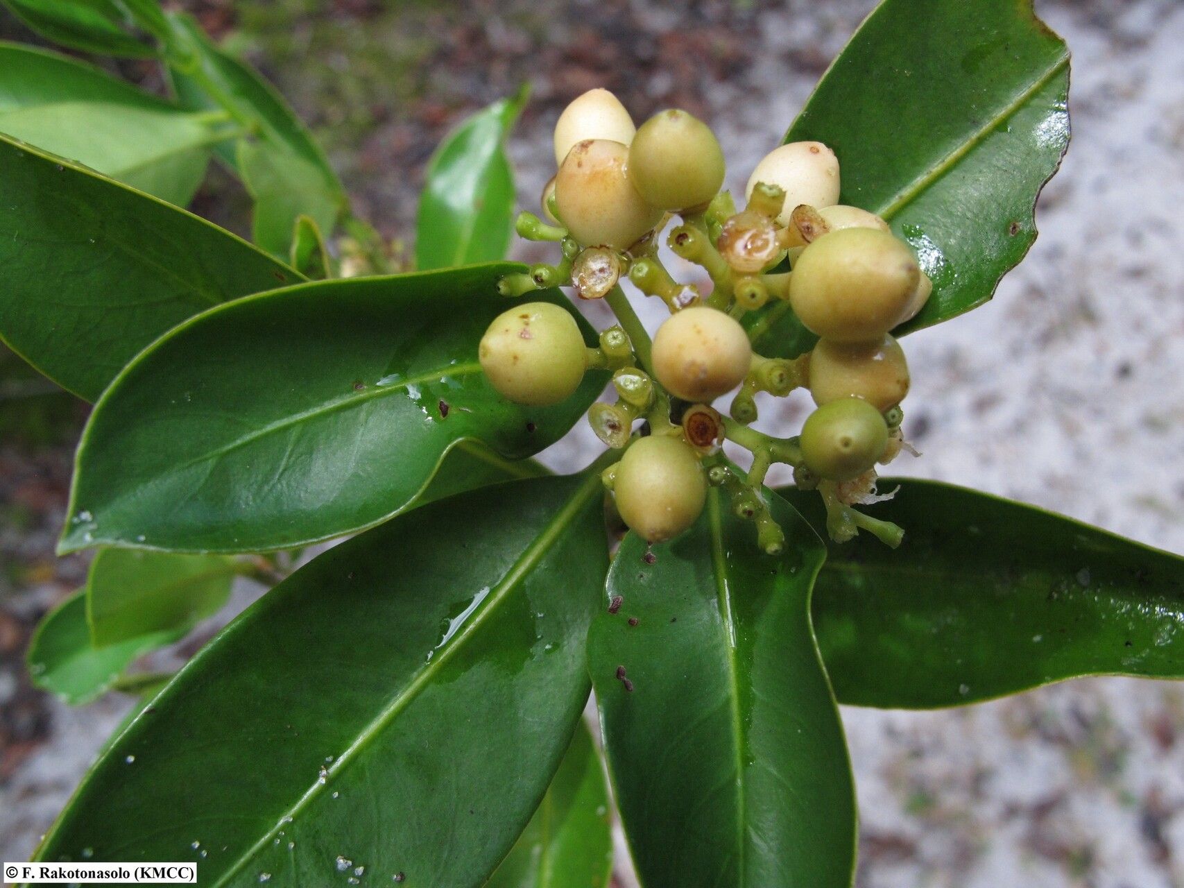 Gaertnera guillotii — houseplant care guide