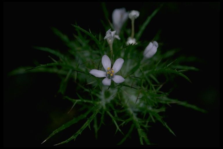 Navarretia tagetina flower