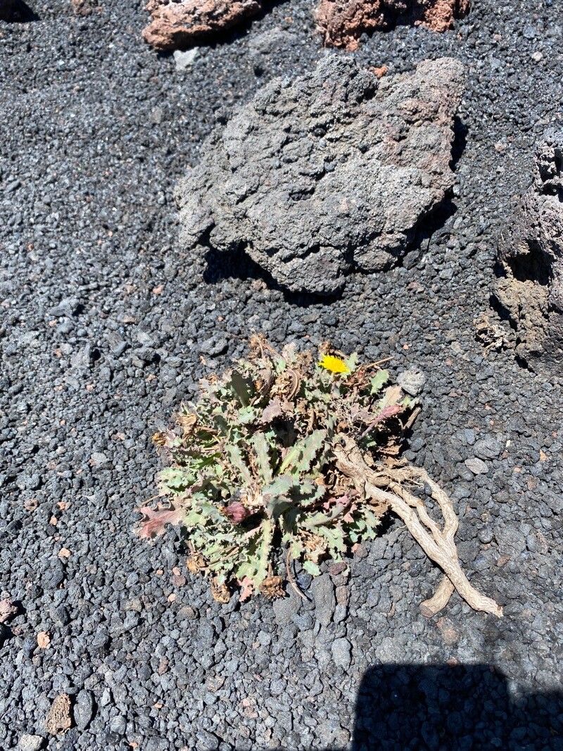 Reichardia ligulata habit