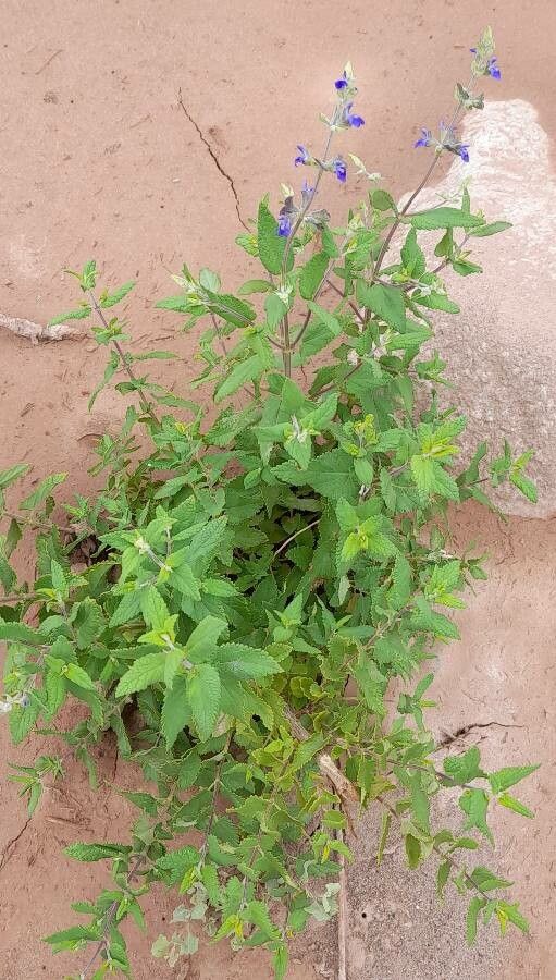 Salvia cuspidata habit