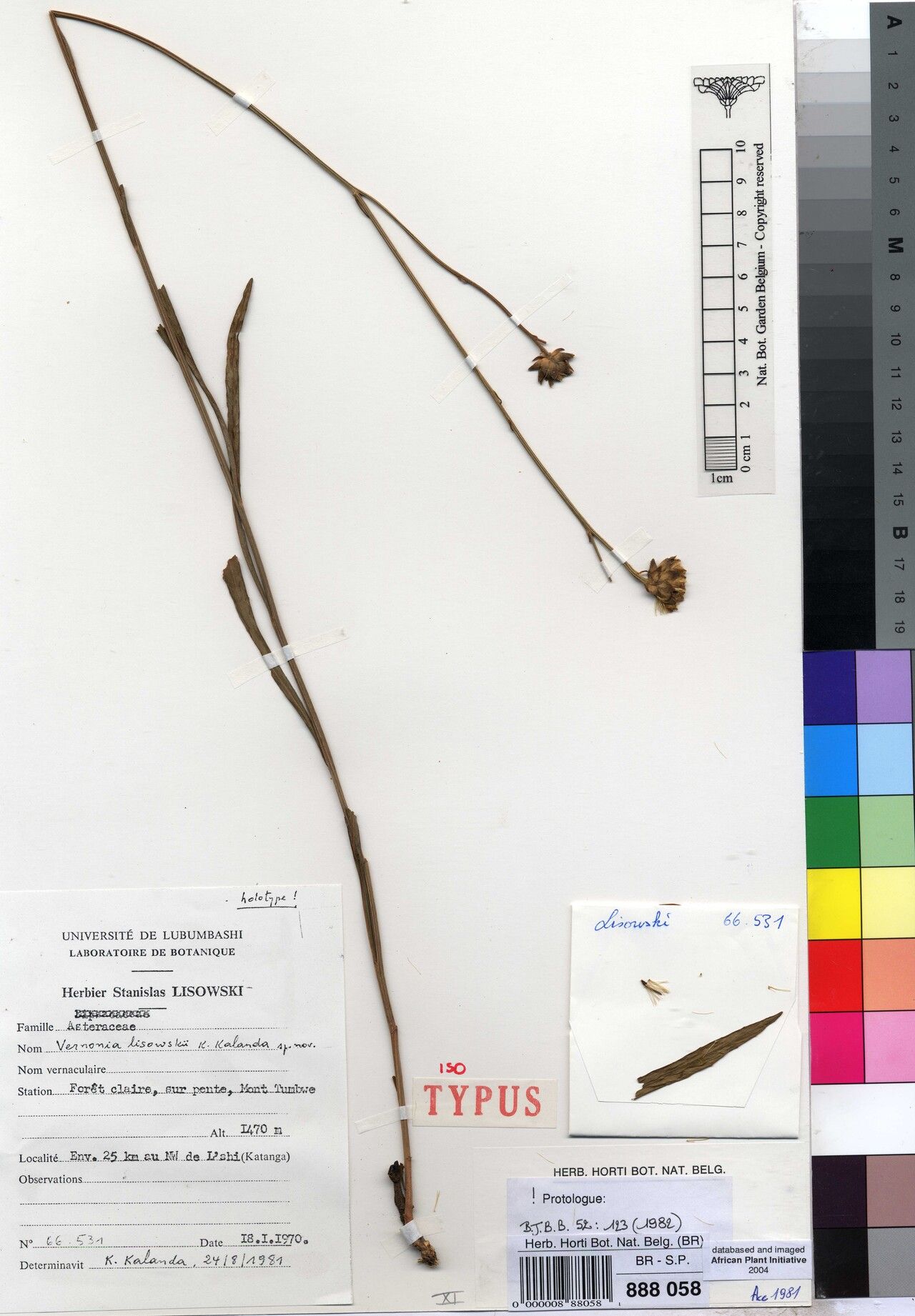 Vernonia lisowskii — houseplant care guide