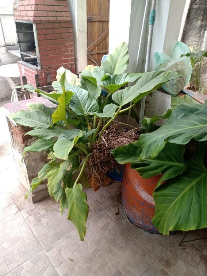 Philodendron melinonii — search result for 'Philodendron'