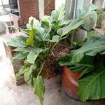 Philodendron melinonii