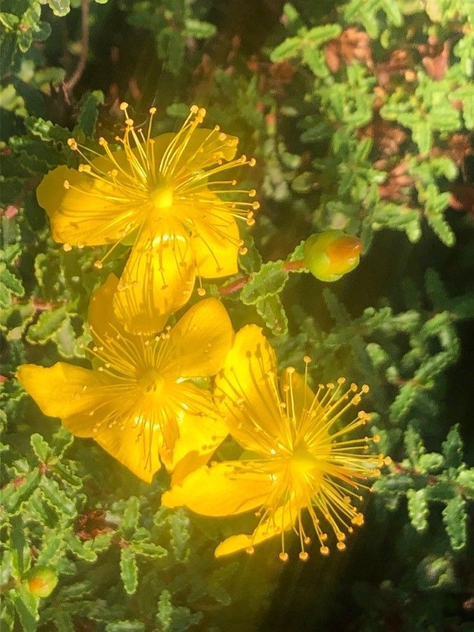 Hypericum balearicum flower