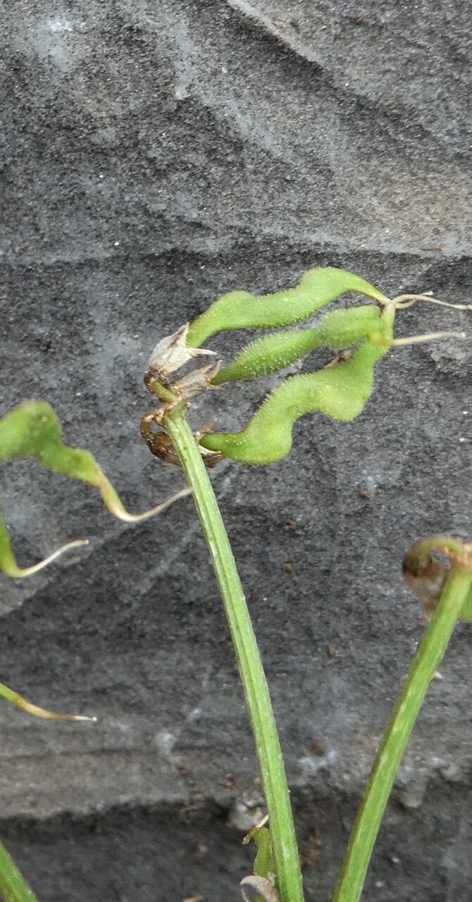 Hippocrepis comosa fruit