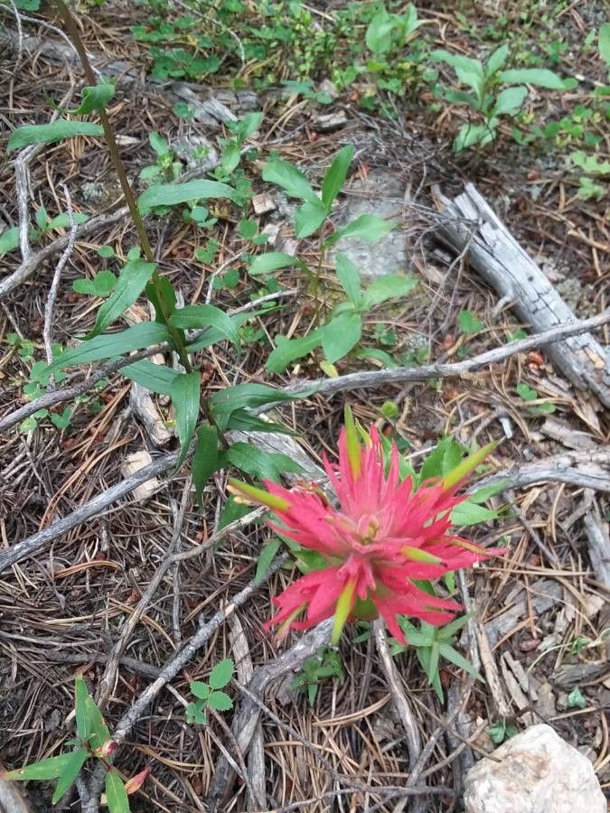 Castilleja miniata — search result for 'Castilleja'