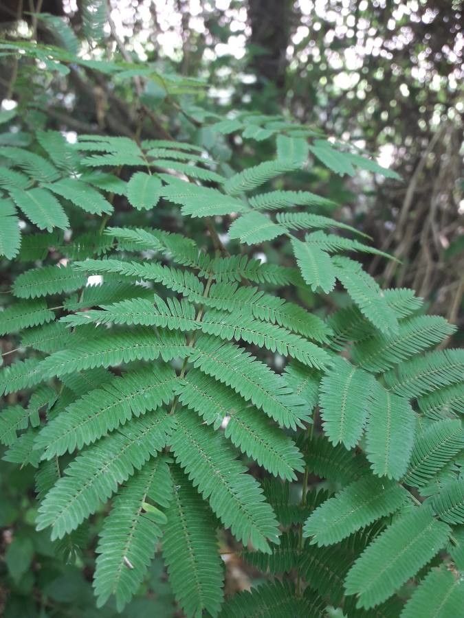 Calliandra parvifolia — houseplant care guide