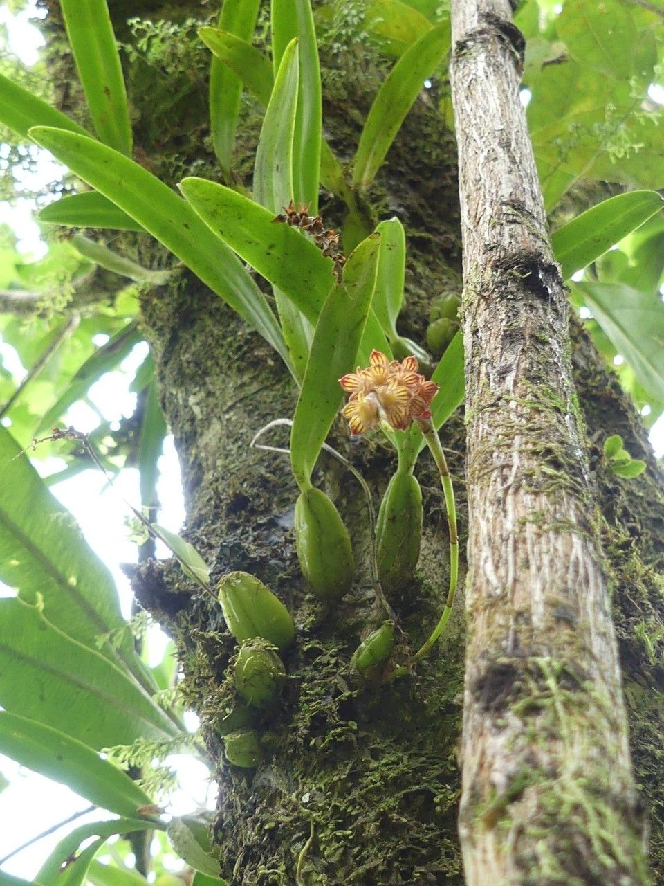 Bulbophyllum densum habit