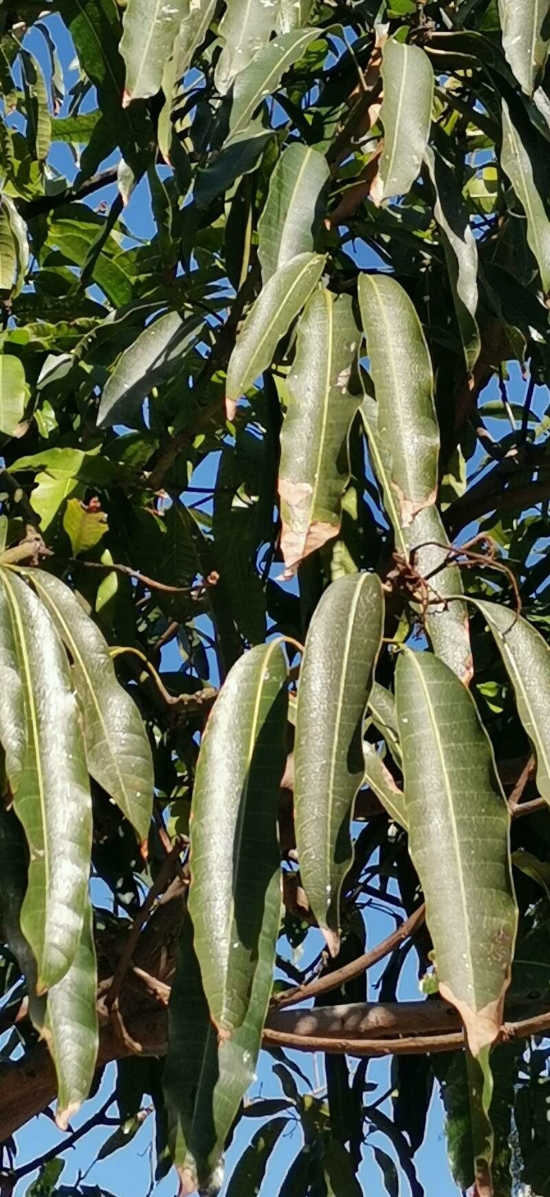 Mangifera zeylanica — houseplant care guide