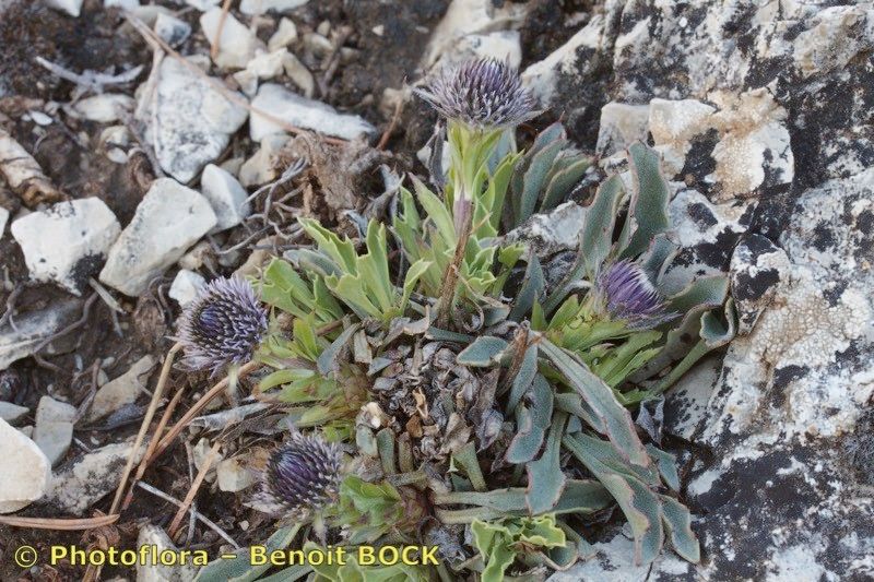 Globularia spinosa habit