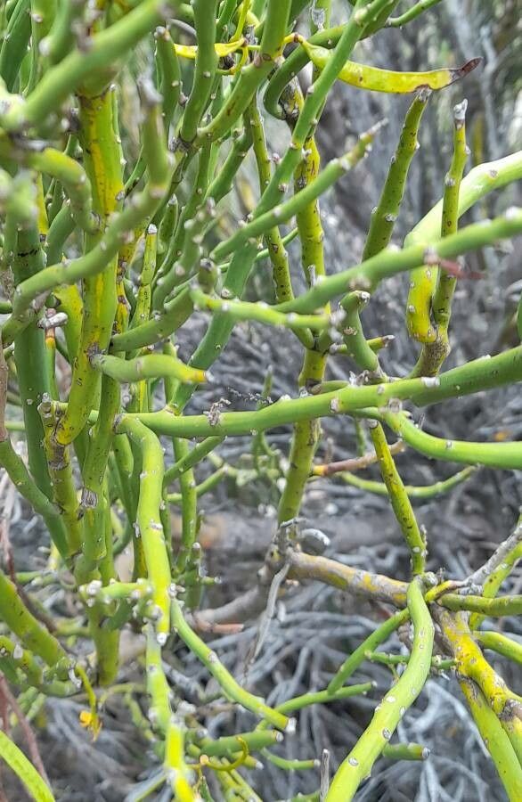 Senna crassiramea — search result for 'Senna'