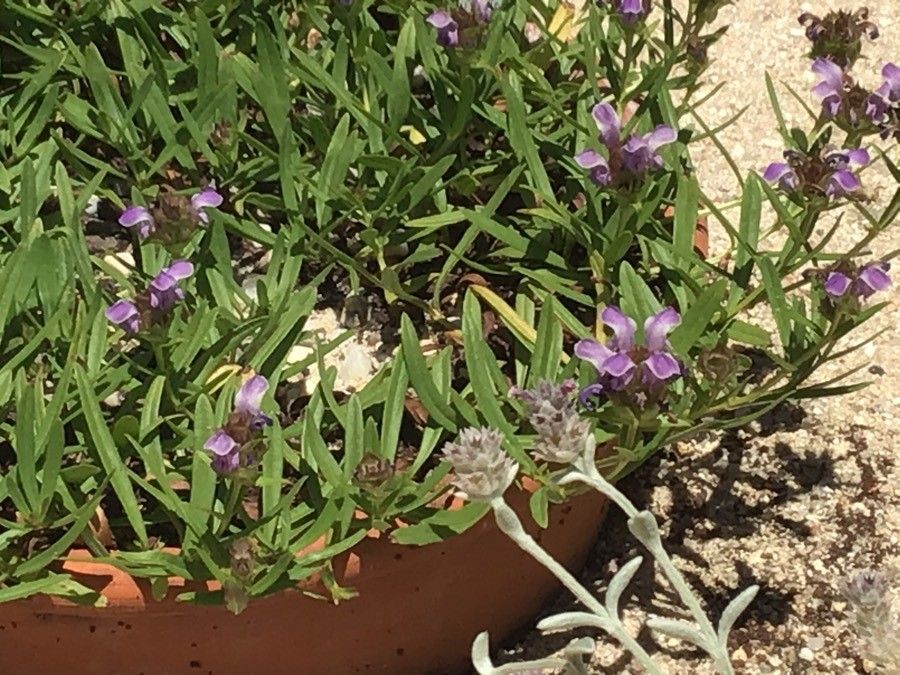 Prunella hyssopifolia flower