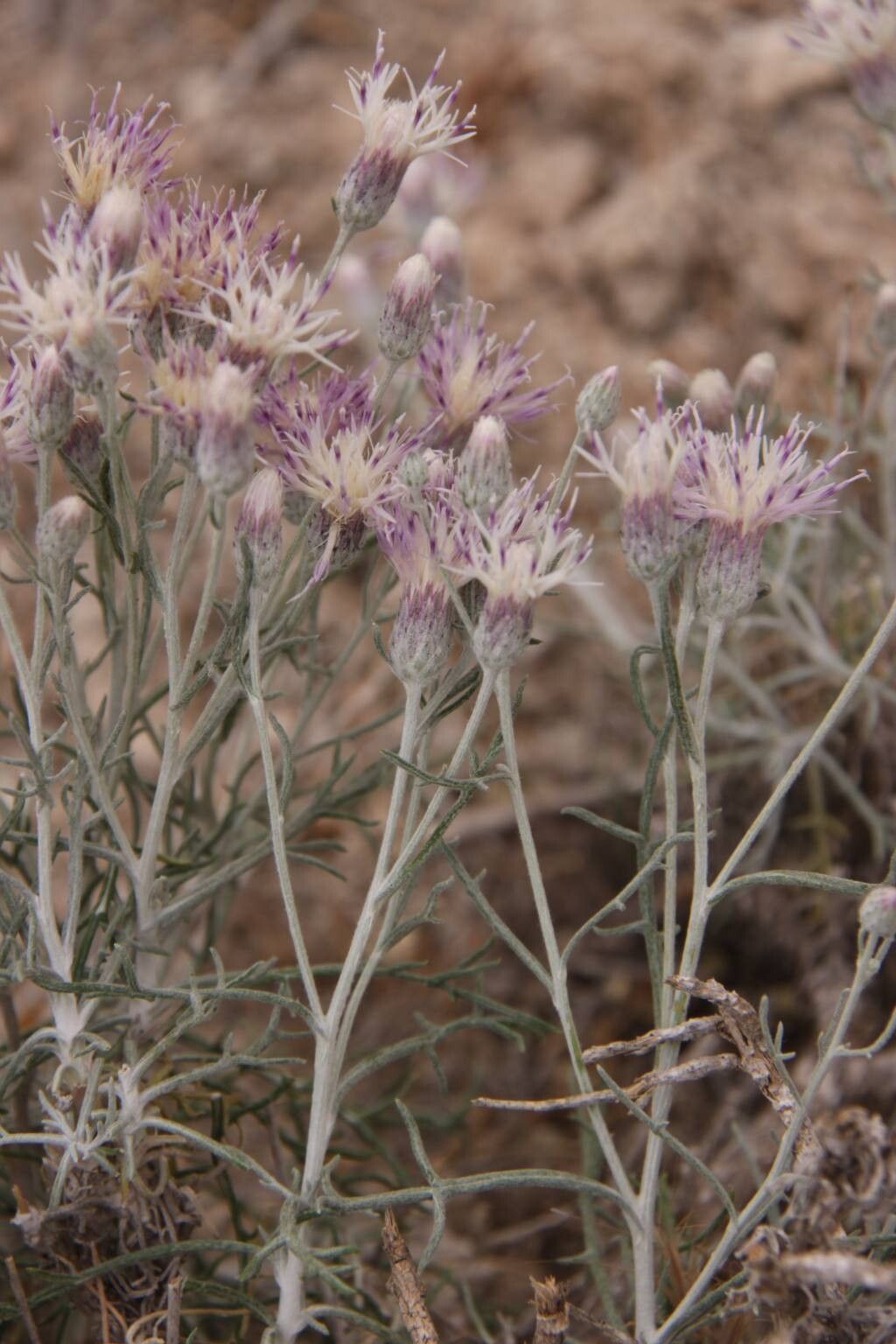 Jurinea pinnata — houseplant care guide