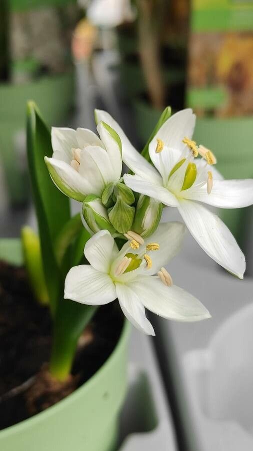 Ornithogalum balansae habit