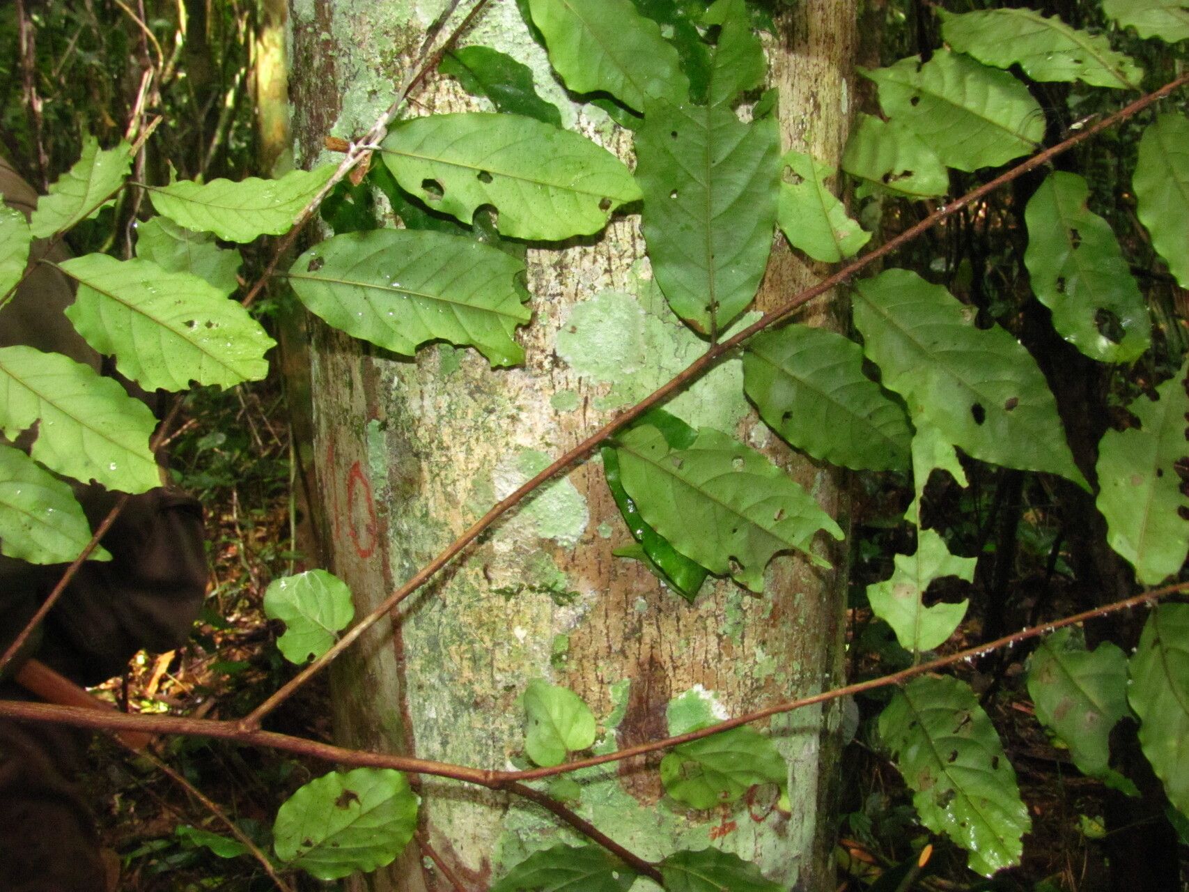 Hymenocardia lyrata bark