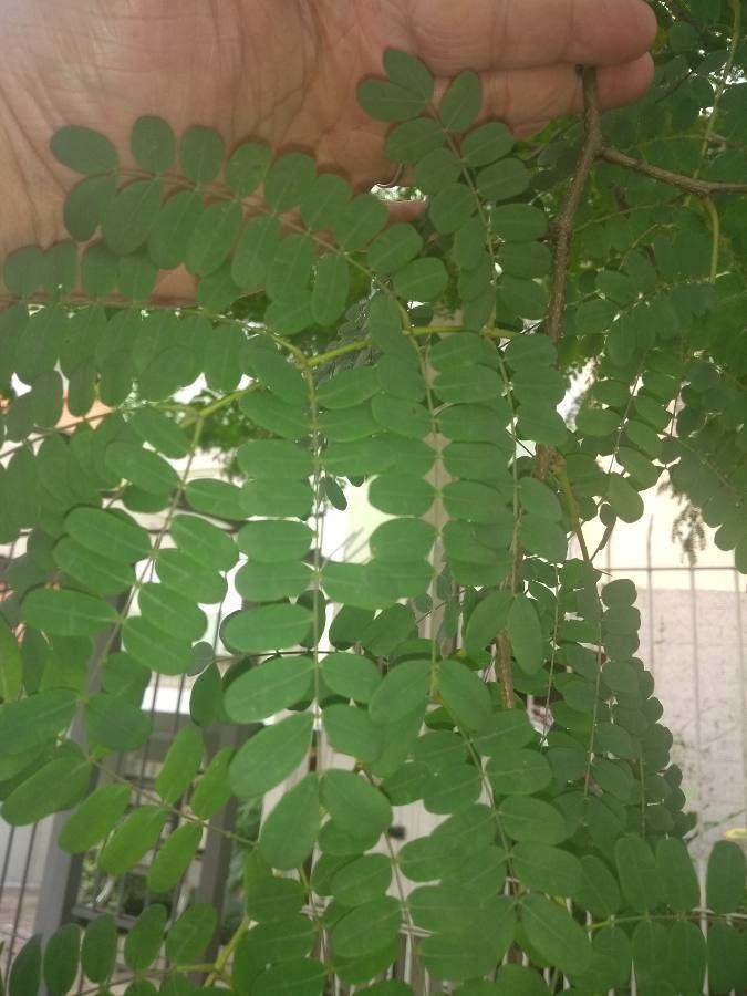 Caesalpinia leiostachya leaf
