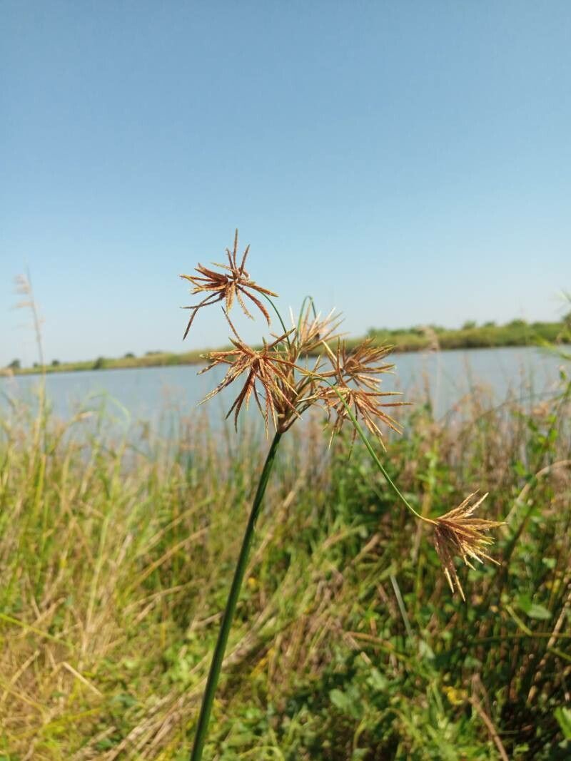 Cyperus articulatus — search result for 'Cyperus'