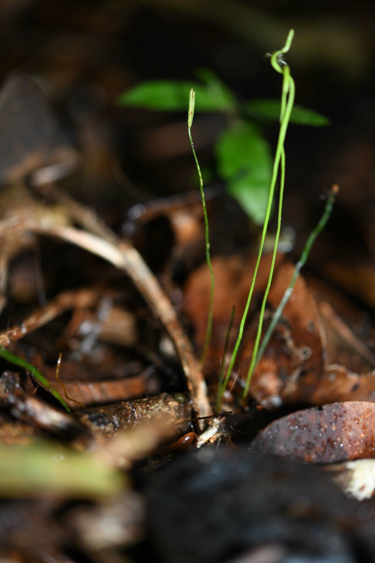 Actinostachys subtrijuga — houseplant care guide