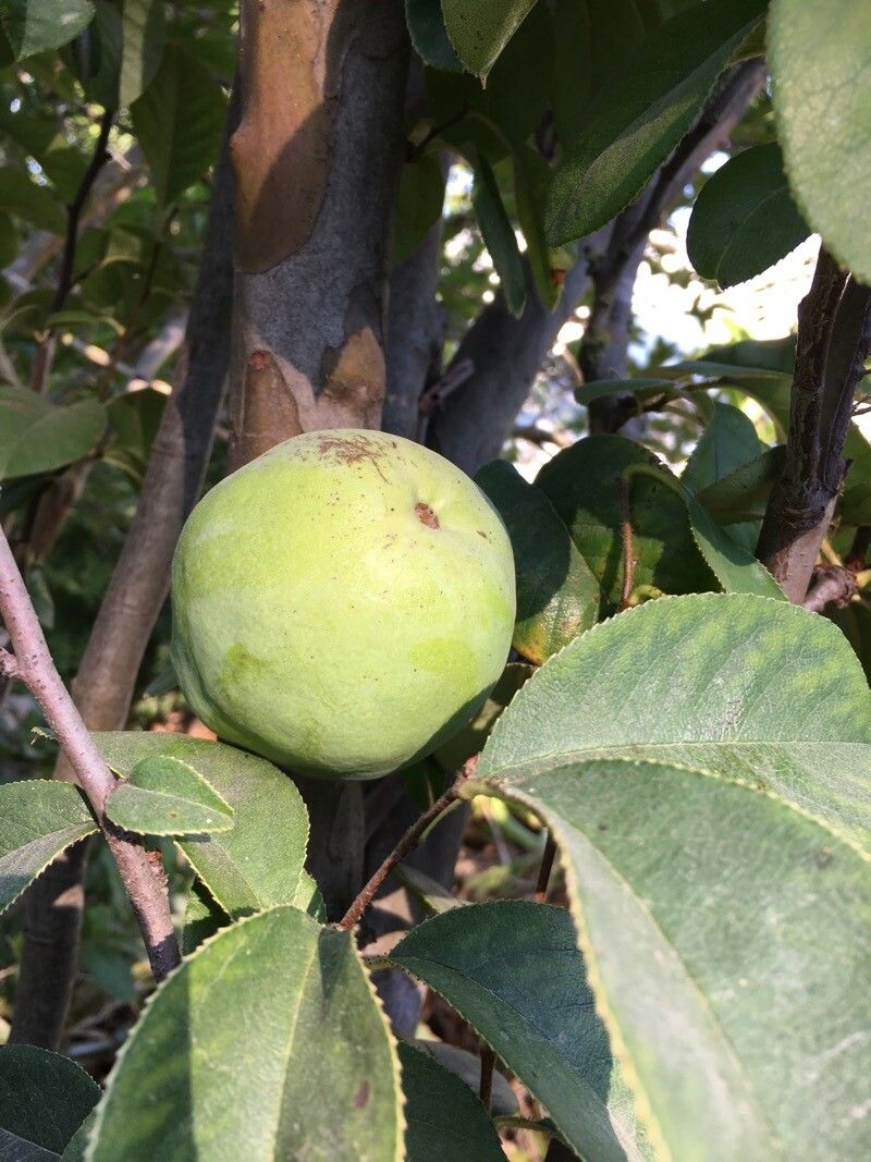Chaenomeles sinensis fruit