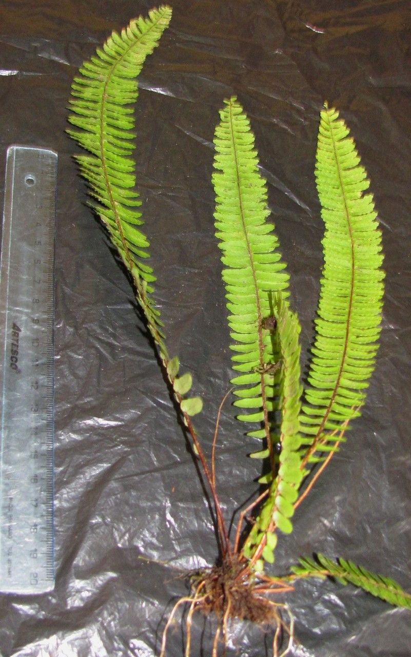 Nephrolepis pectinata other