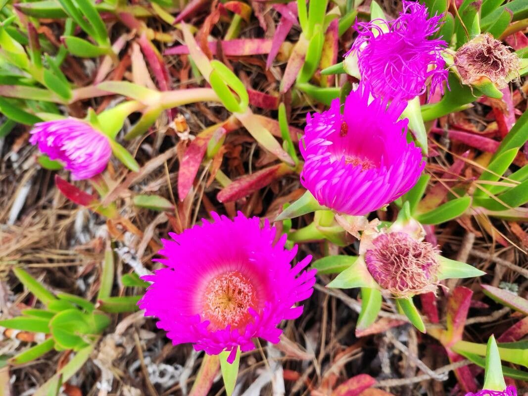 Carpobrotus aequilaterus flower