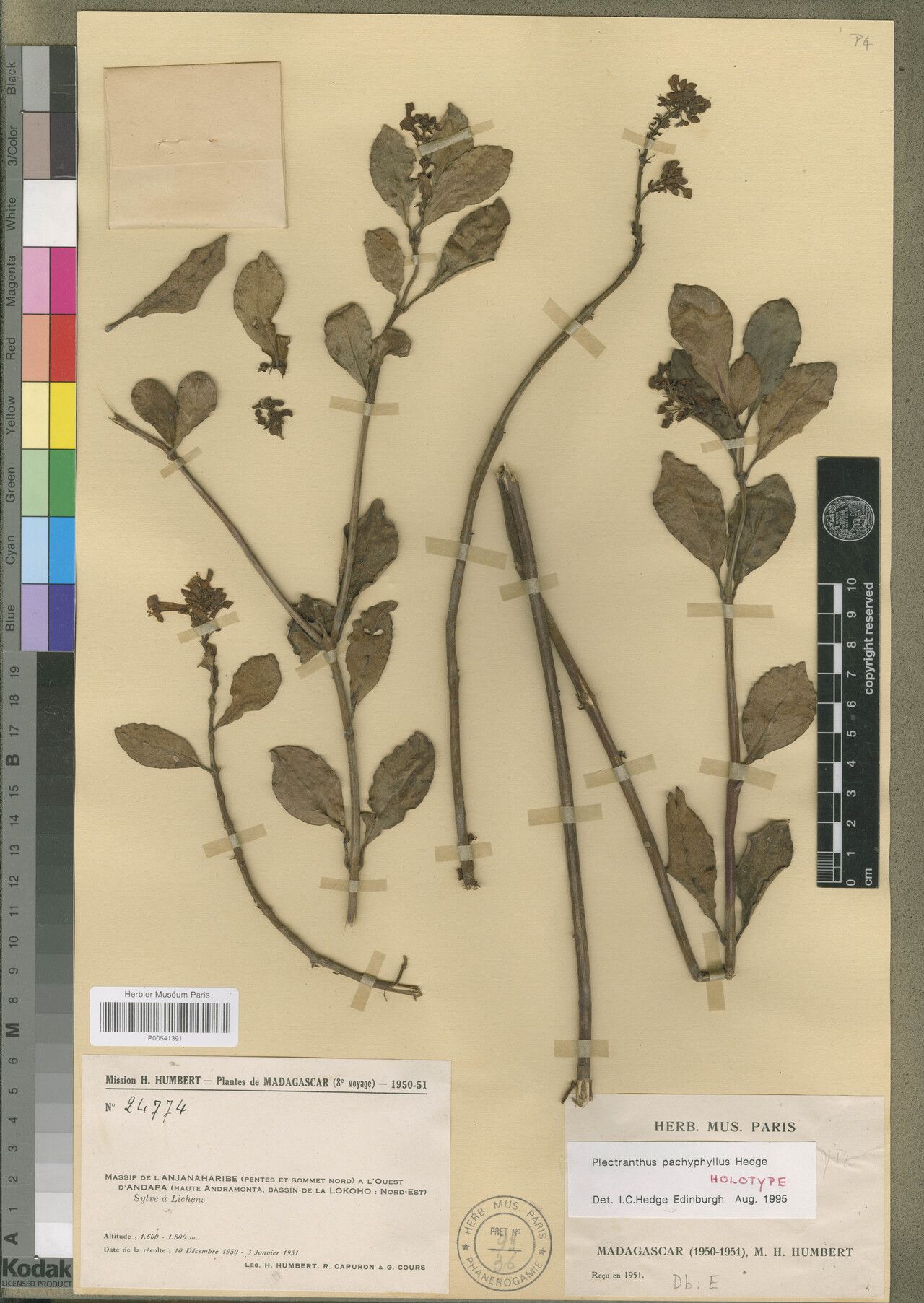 Plectranthus incrassatus — search result for 'Plectranthus'