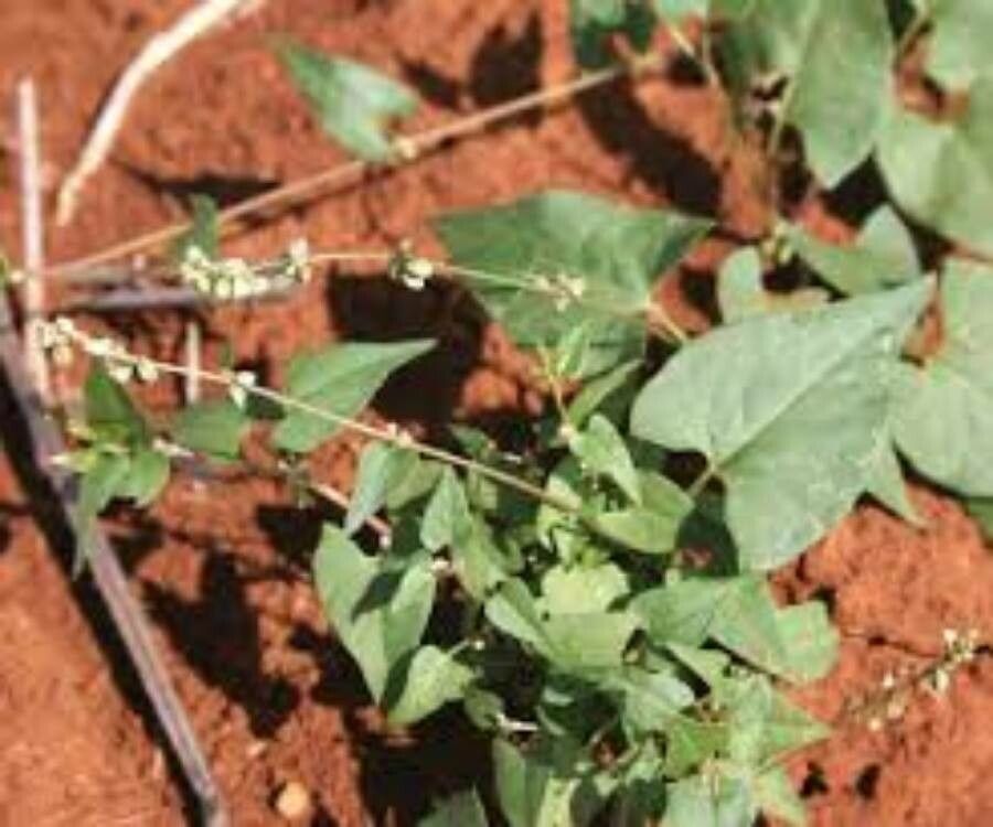 Celosia trigyna leaf