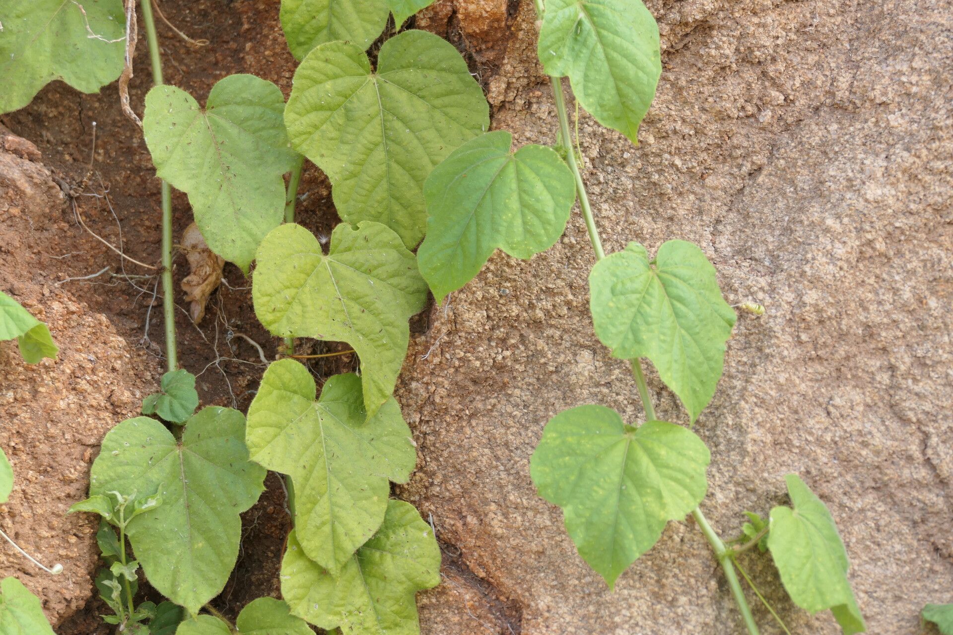 Passiflora vesicaria habit