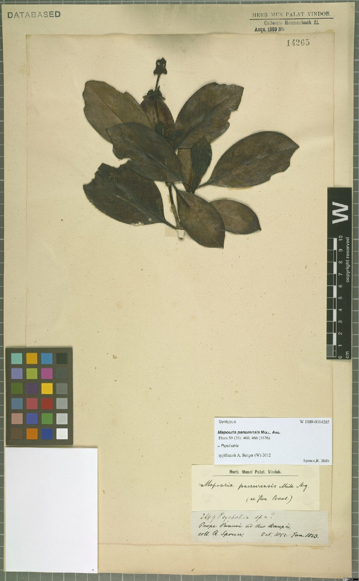 Carapichea panurensis — houseplant care guide