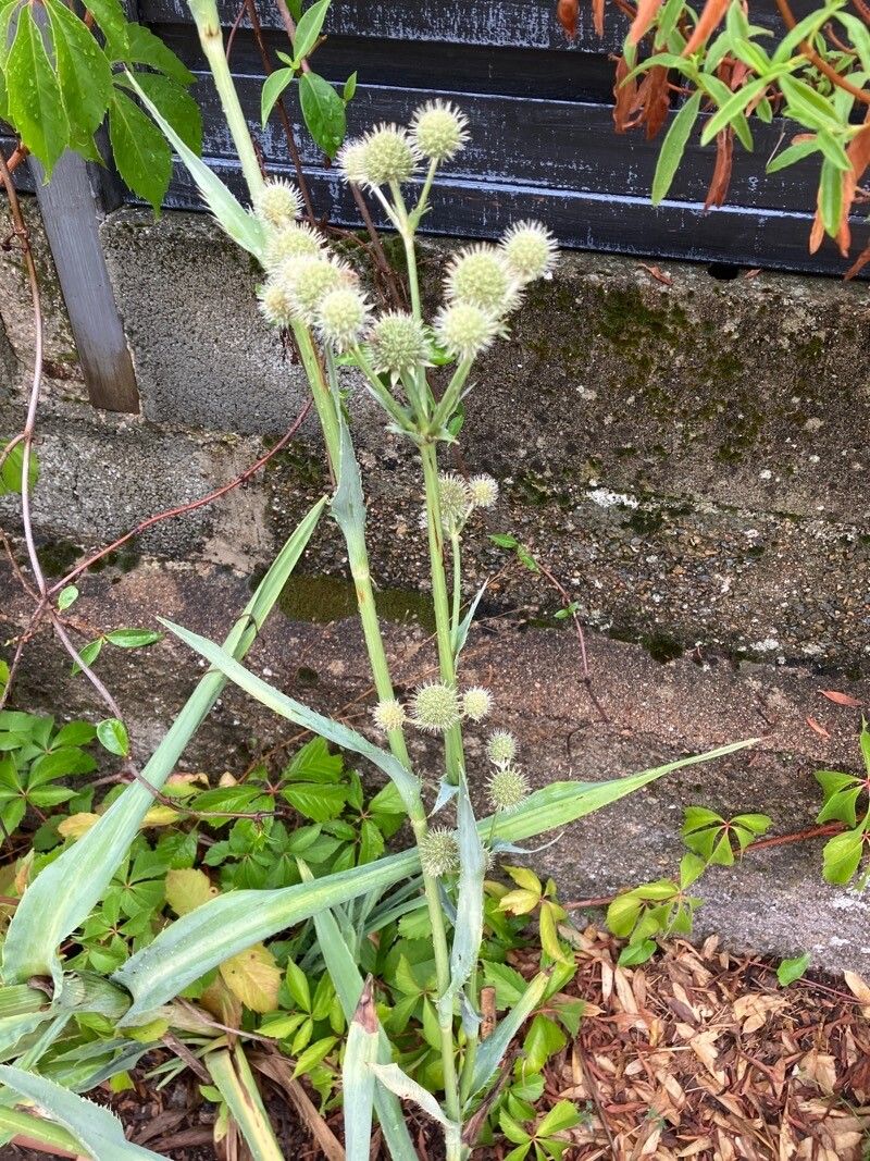 Eryngium yuccifolium leaf