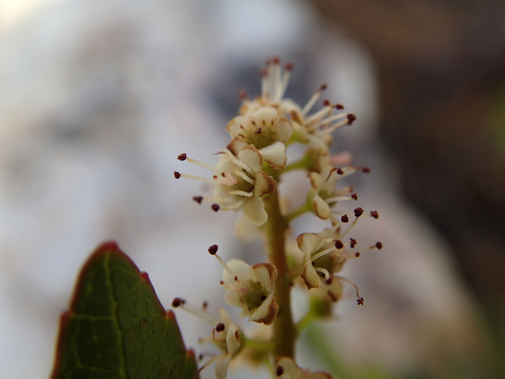 Cunonia pulchella flower