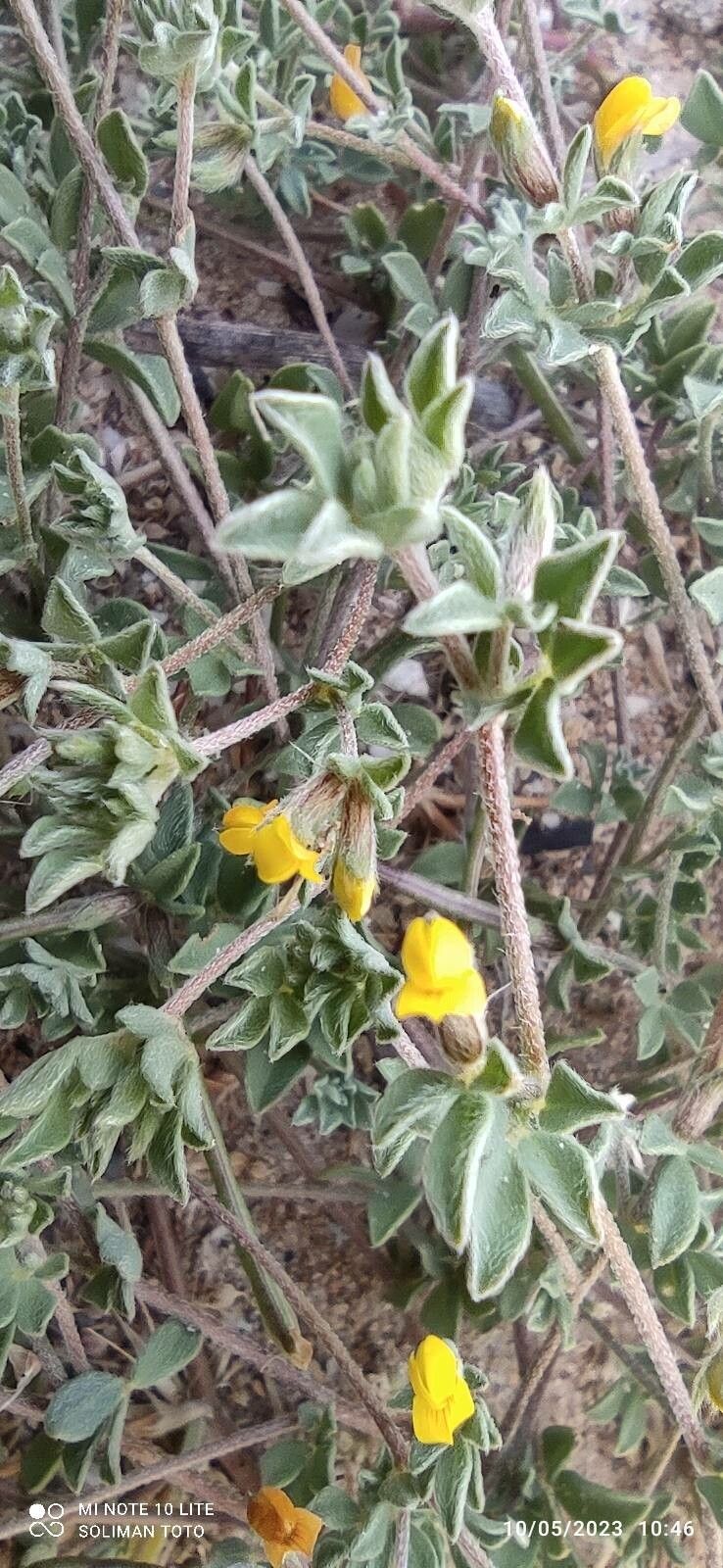 Lotus arabicus flower