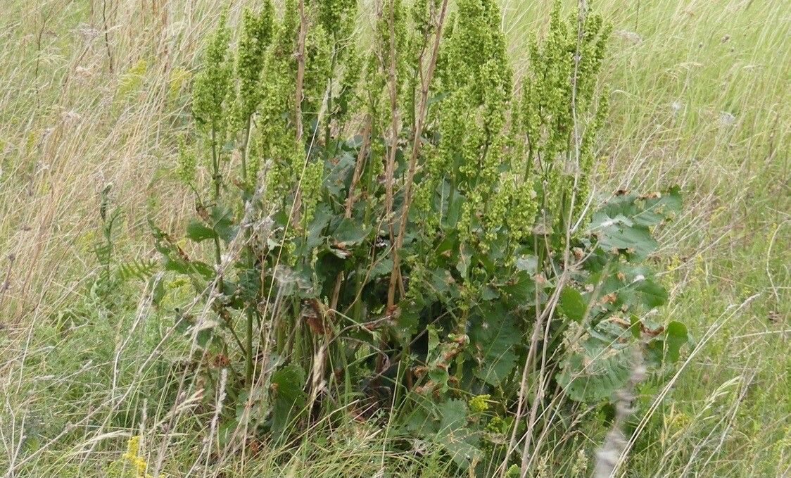 Rumex confertus leaf