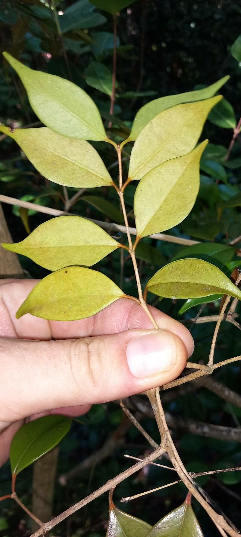 Eugenia confusa leaf