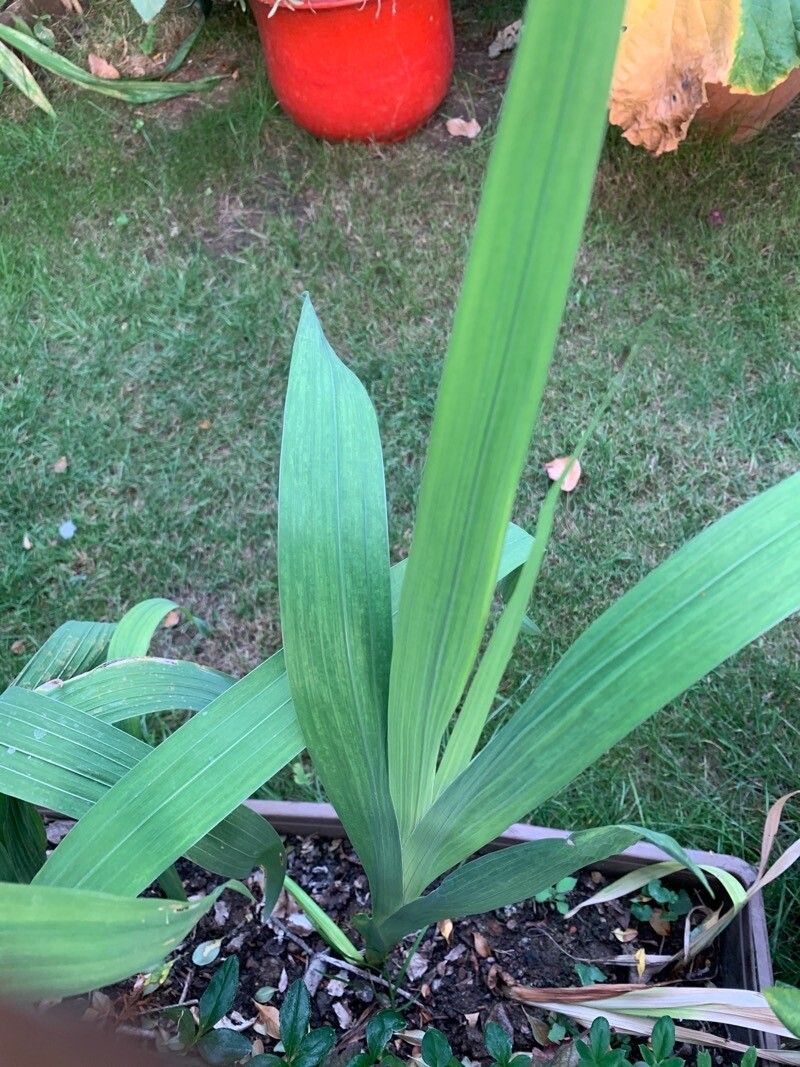 Gladiolus × hybridus — search result for 'Gladiolus'