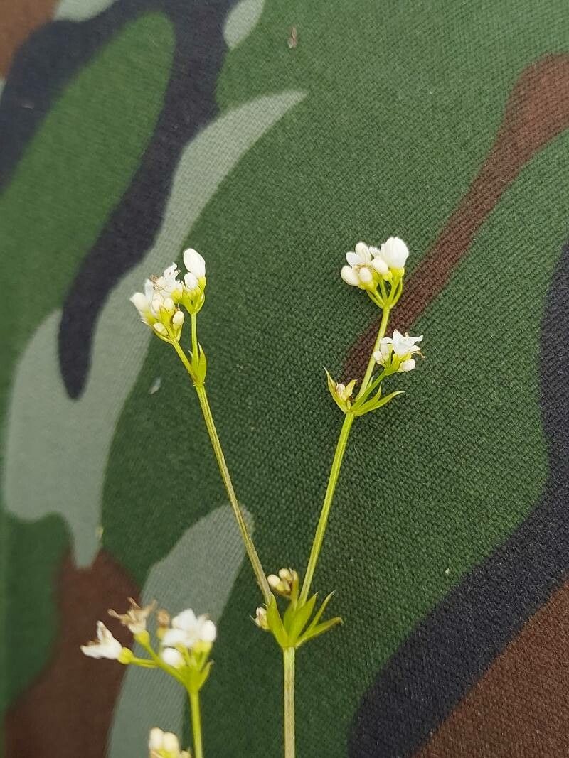 Galium rivale flower
